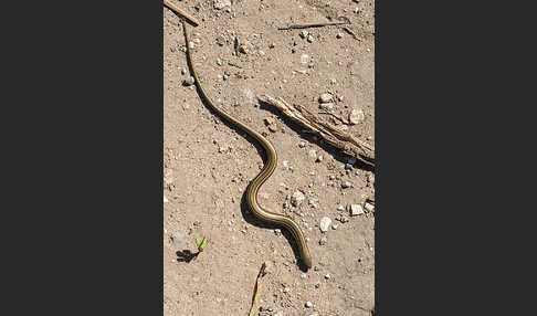 Erzschleiche (Chalcides chalcides)