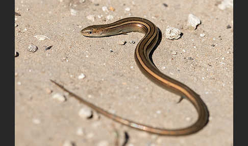 Erzschleiche (Chalcides chalcides)