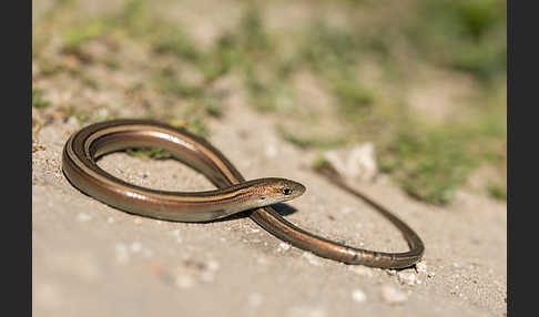 Erzschleiche (Chalcides chalcides)