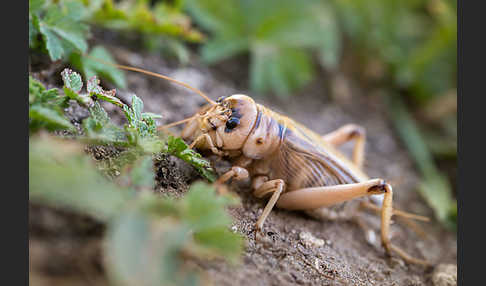 Riesengrille (Brachytrupes megacephalus)