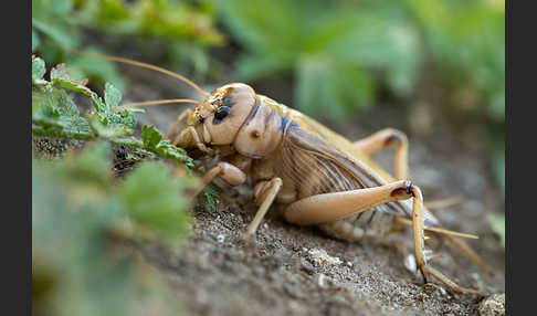 Riesengrille (Brachytrupes megacephalus)