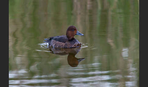 Moorente (Aythya nyroca)