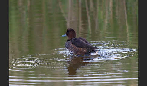 Moorente (Aythya nyroca)