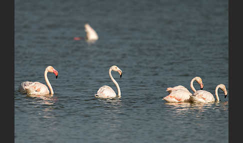 Rosaflamingo (Phoenicopterus roseus)