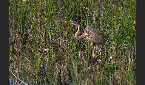 Purpurreiher (Ardea purpurea)