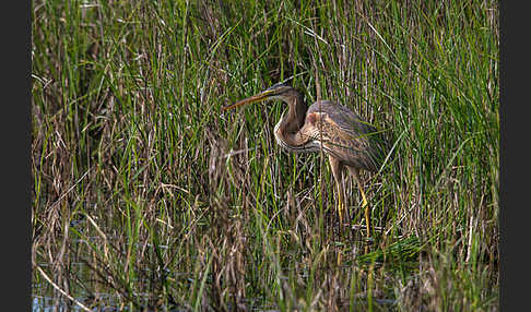 Purpurreiher (Ardea purpurea)