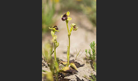 Drohnen-Ragwurz (Ophrys bombyliflora)