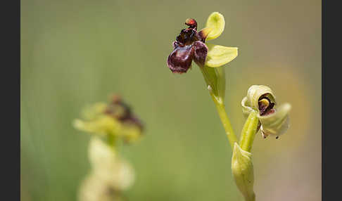 Drohnen-Ragwurz (Ophrys bombyliflora)