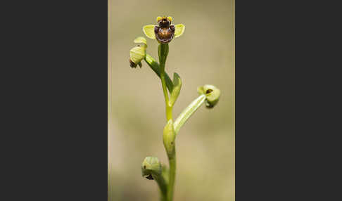 Drohnen-Ragwurz (Ophrys bombyliflora)