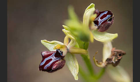 Schwarze Ragwurz (Ophrys incubacea)