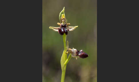 Schwarze Ragwurz (Ophrys incubacea)