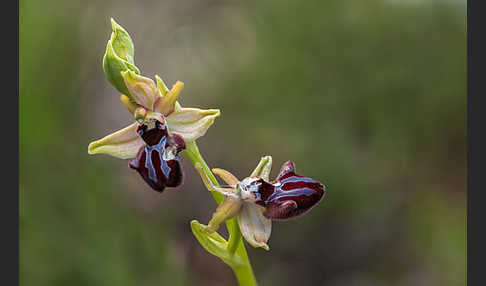 Schwarze Ragwurz (Ophrys incubacea)