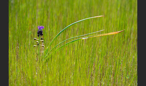 Schopfige Traubenhyazinthe (Muscari comosum)