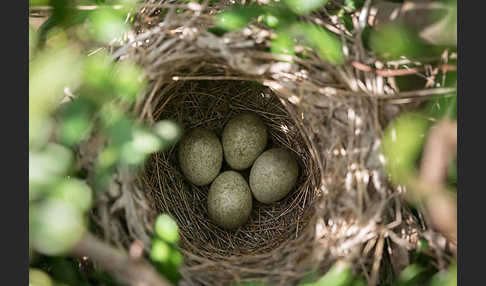 Samtkopfgrasmücke (Sylvia melanocephala)