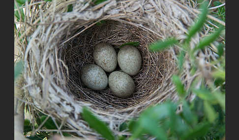 Samtkopfgrasmücke (Sylvia melanocephala)