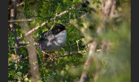 Samtkopfgrasmücke (Sylvia melanocephala)