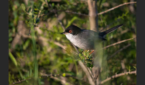 Samtkopfgrasmücke (Sylvia melanocephala)