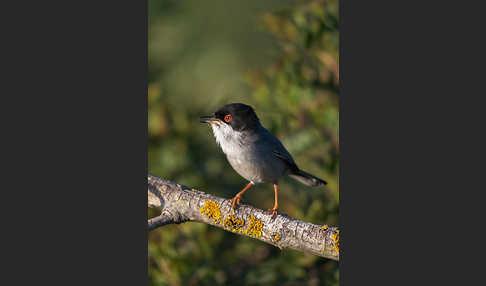 Samtkopfgrasmücke (Sylvia melanocephala)