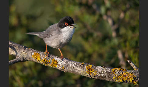 Samtkopfgrasmücke (Sylvia melanocephala)