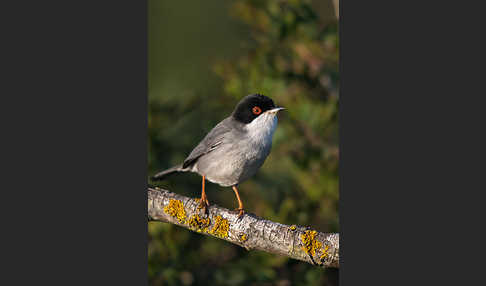 Samtkopfgrasmücke (Sylvia melanocephala)