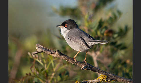 Samtkopfgrasmücke (Sylvia melanocephala)