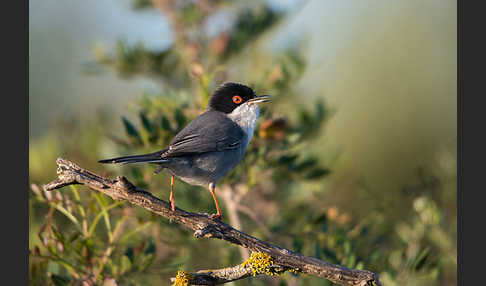 Samtkopfgrasmücke (Sylvia melanocephala)