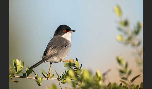 Samtkopfgrasmücke (Sylvia melanocephala)