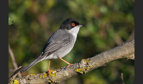 Samtkopfgrasmücke (Sylvia melanocephala)