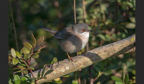 Samtkopfgrasmücke (Sylvia melanocephala)