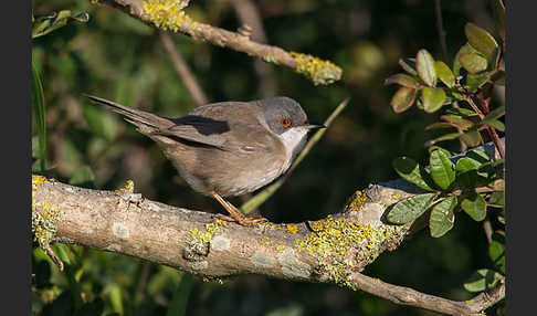 Samtkopfgrasmücke (Sylvia melanocephala)