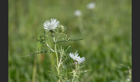 Milchfleckdistel (Galactites tomentosa)