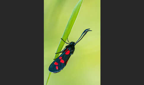 Gemeines Blutströpfchen (Zygaena filipendulae)