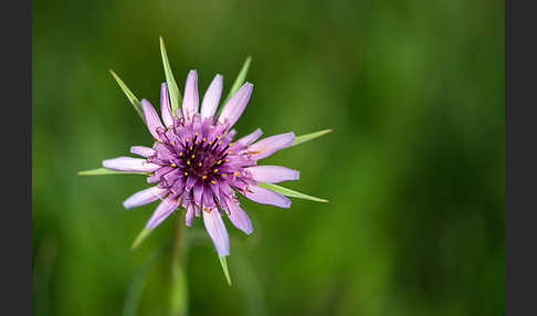 Haferwurzel (Tragopogon porrifolius)