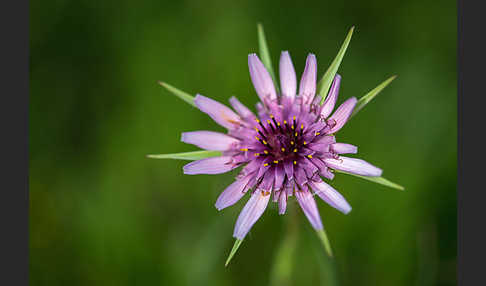 Haferwurzel (Tragopogon porrifolius)