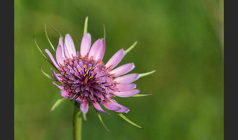 Haferwurzel (Tragopogon porrifolius)