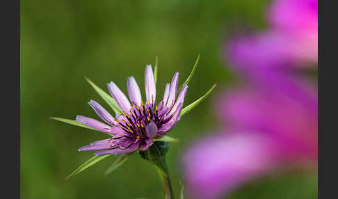 Haferwurzel (Tragopogon porrifolius)