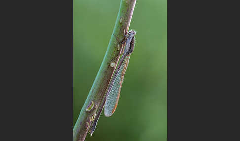 Gemeine Winterlibelle (Sympecma fusca)