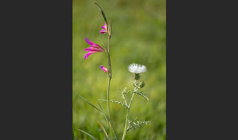 Saat Siegwurz (Gladiolus italicus)