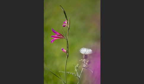 Saat Siegwurz (Gladiolus italicus)