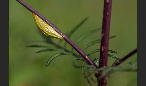 Gemeines Blutströpfchen (Zygaena filipendulae)