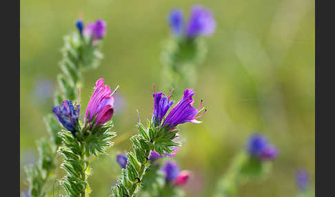 Wegerichblättriger Natternkopf (Echium plantagineum)