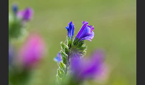 Wegerichblättriger Natternkopf (Echium plantagineum)