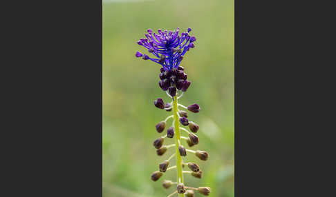 Schopfige Traubenhyazinthe (Muscari comosum)