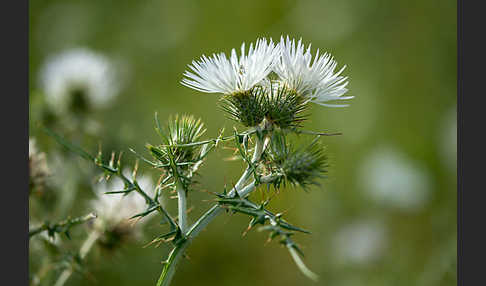 Milchfleckdistel (Galactites tomentosa)