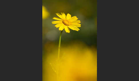 Kronenwucherblume (Glebionis coronaria)