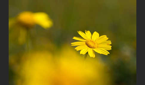 Kronenwucherblume (Glebionis coronaria)