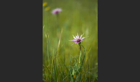 Haferwurzel (Tragopogon porrifolius)