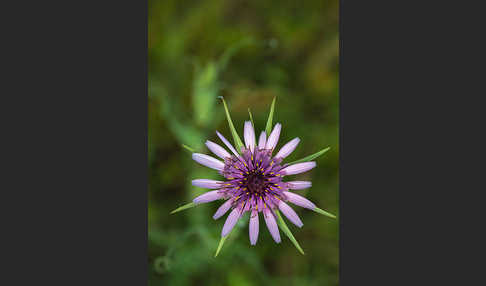 Haferwurzel (Tragopogon porrifolius)