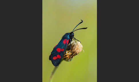 Gemeines Blutströpfchen (Zygaena filipendulae)