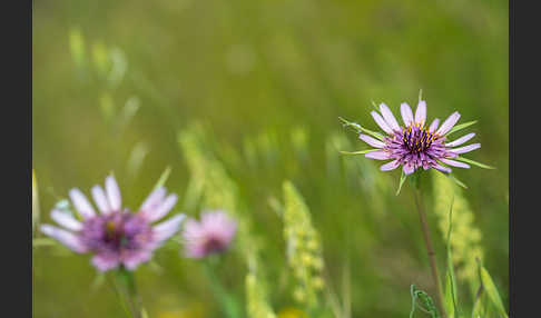 Haferwurzel (Tragopogon porrifolius)